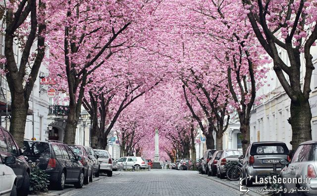 خیابان دیدنی ورویایی شکوفه های گیلاس که درشهر بن  المان قرار گرفته